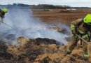 Bacon saved after pedometer-eating pig’s poo starts farm fire