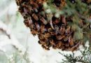 Nsawkaw: Bees Kill 74-year-old Cashew Nut Farmer