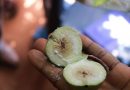Wiamoase Apple Tree Is Fig – Research Scientists Confirm