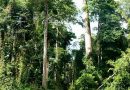 CSOs, Individuals Sue Gov’t Over Exploration At Atewa Forest