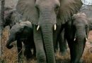 World Animal Protection On The Death Of Hundreds Of Elephants In Botswana