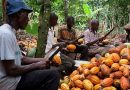 Kuapa Kokoo Has Never Cheated Cocoa Farmers – Management Debunks Media Reports