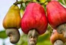 S/R: Cashew Farmers Receive Free Seedlings To Boost Production