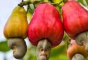 S/R: Cashew Farmers Receive Free Seedlings To Boost Production