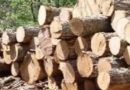 COVID-19: Forest Industries Appeal For Help To Access EU Market Via VPA-Flegt Processes