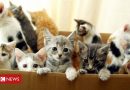 Facebook pet sales warning over kittens and puppies