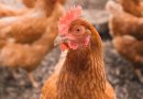 Cape Coast: Women in poultry receive support from MoFA for improved poultry production