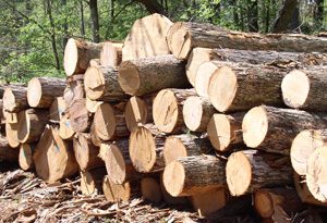 Ghana Timber Association Condemns Okyenhene’s Task Force