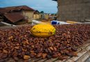Public, Private and Civil Society Organizations launch ASASE Project in Ghana to Support Climate-Smart Cocoa and Thriving Forests