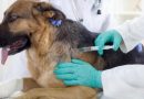 Three rabies cases confirmed in Kpone-Katamanso