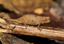 World’s tiniest reptile found in Madagascar