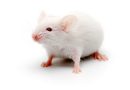 Microrobots treat mouse brain tumours and other tech news