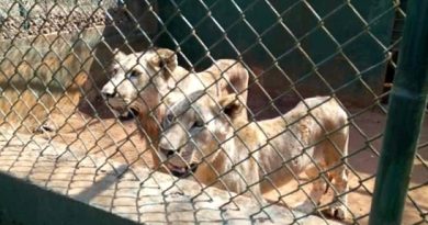Public health risks from “The Sick 5” go unchecked in the captive lion breeding industry