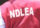 NDLEA Arrests Suspected Drug Trafficker At Abuja Airport – Channels Television