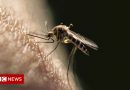 Mosquitoes sucked up by traps that mimic breathing