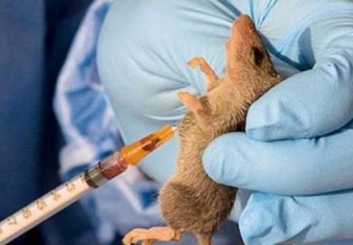Lassa Fever Claims 20, Others Hospitalised in Kogi – THISDAY Newspapers