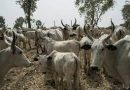 Edo Assembly passes Anti-open grazing bill – The Sun Nigeria – Daily Sun