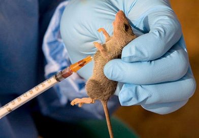 Panic in Kogi Communities as Lassa Fever Claims 20 Lives – – Kogi Reports